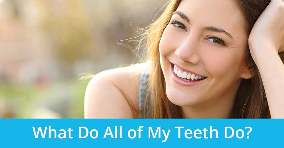 What Do All of My Teeth Do?